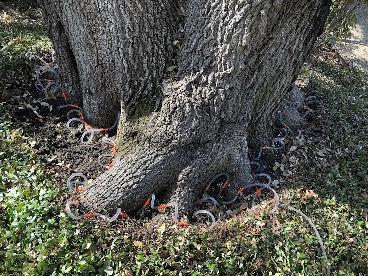 Detailed Tree Cabling and Bracing job site in Okreek