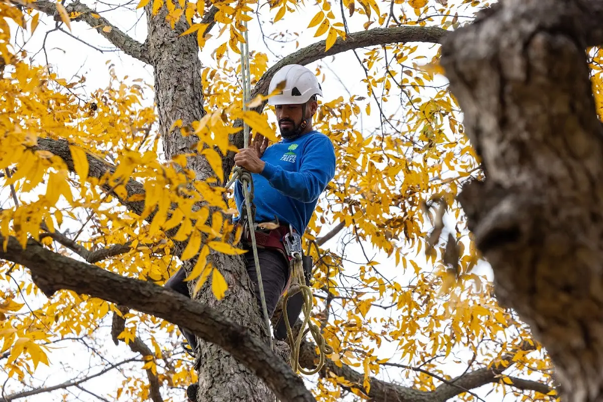 Skilled Tree Transplanting crew working in Okreek